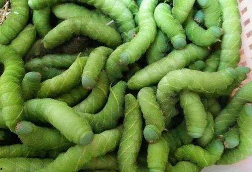 大金豆子吃瓜,揭秘瓜界奇闻轶事