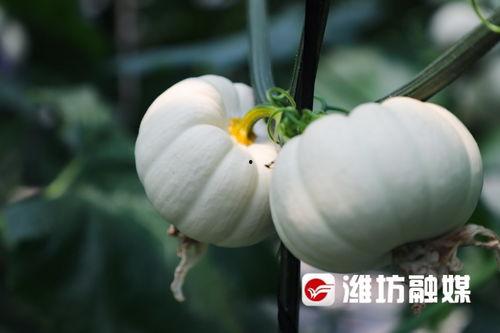 山东潍坊跳舞吃瓜,跳舞吃瓜，共享欢乐时光