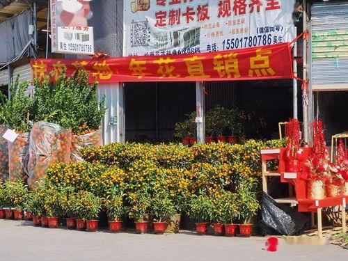 今日头条广州花卉市场,繁花似锦，绿意盎然的人间仙境