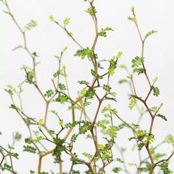 网红造型植物,打造时尚绿植新潮流