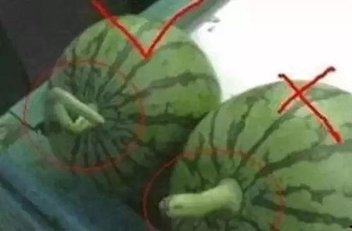 代表吃瓜的名字,揭秘吃瓜群众的趣味人生