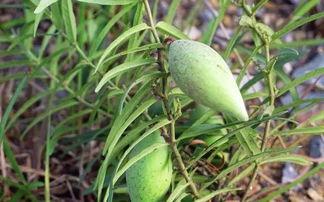 野生胶瓜怎么吃