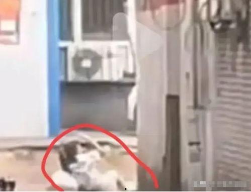 用手砸砖头那个女网红,揭秘女性力量与网络热度！”